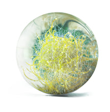 Lade das Bild in den Galerie-Viewer, Mykorrhiza in Glaskugel